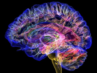 大屄掰开大脑植入物有助于严重头部损伤恢复